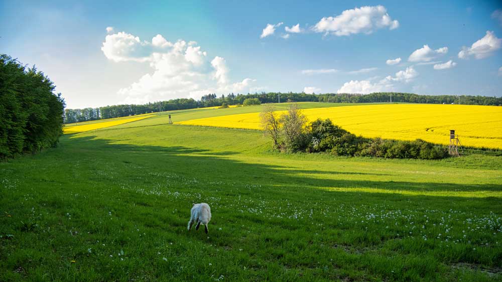 wandern-bei-espenschied